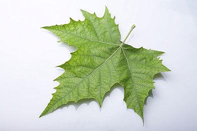 《死侍》《变形金刚》等动视游戏或即将重新上架Xbox